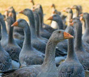 A gaggle of geese