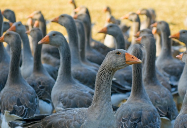 A gaggle of geese