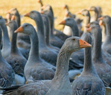 A gaggle of geese