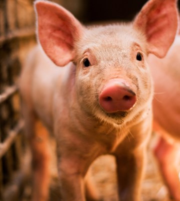 A pig in a factory farm