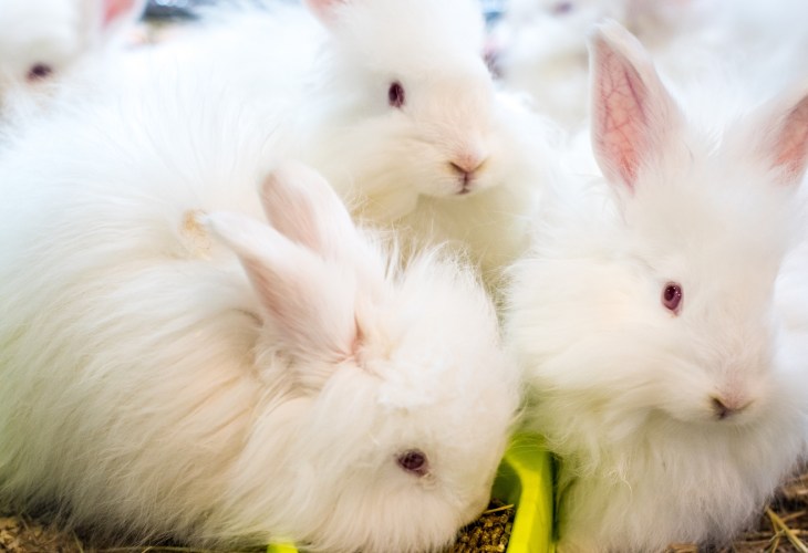 Fashion House Valentino To Phase Out Rabbit Fur