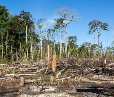 Amazon Rainforest Now Emits More CO2 Than It Absorbs For First Time