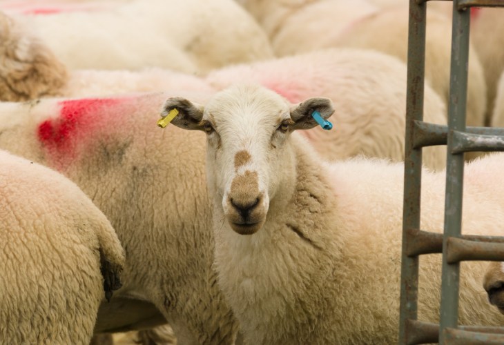 A sheep next to a metal gate packed in with other sheep