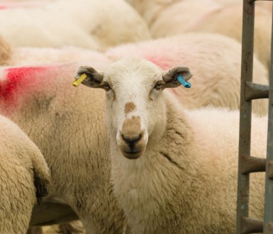 A sheep next to a metal gate packed in with other sheep