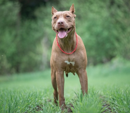 A pit bull terrier in a field