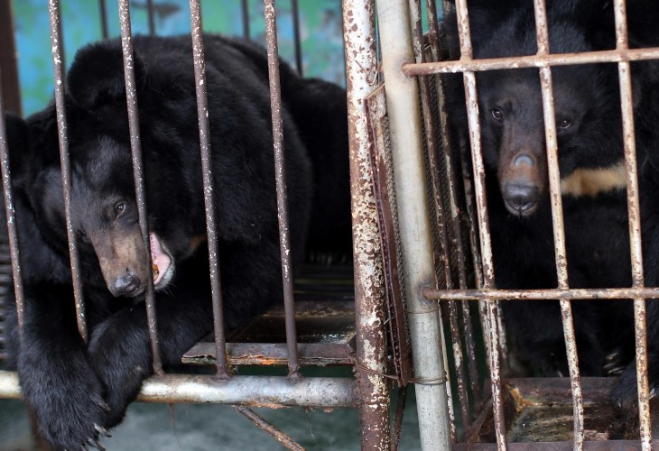 Two bears on a bear bile farm in China, constrained to small metal cages