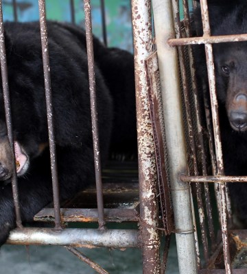 Two bears on a bear bile farm in China, constrained to small metal cages