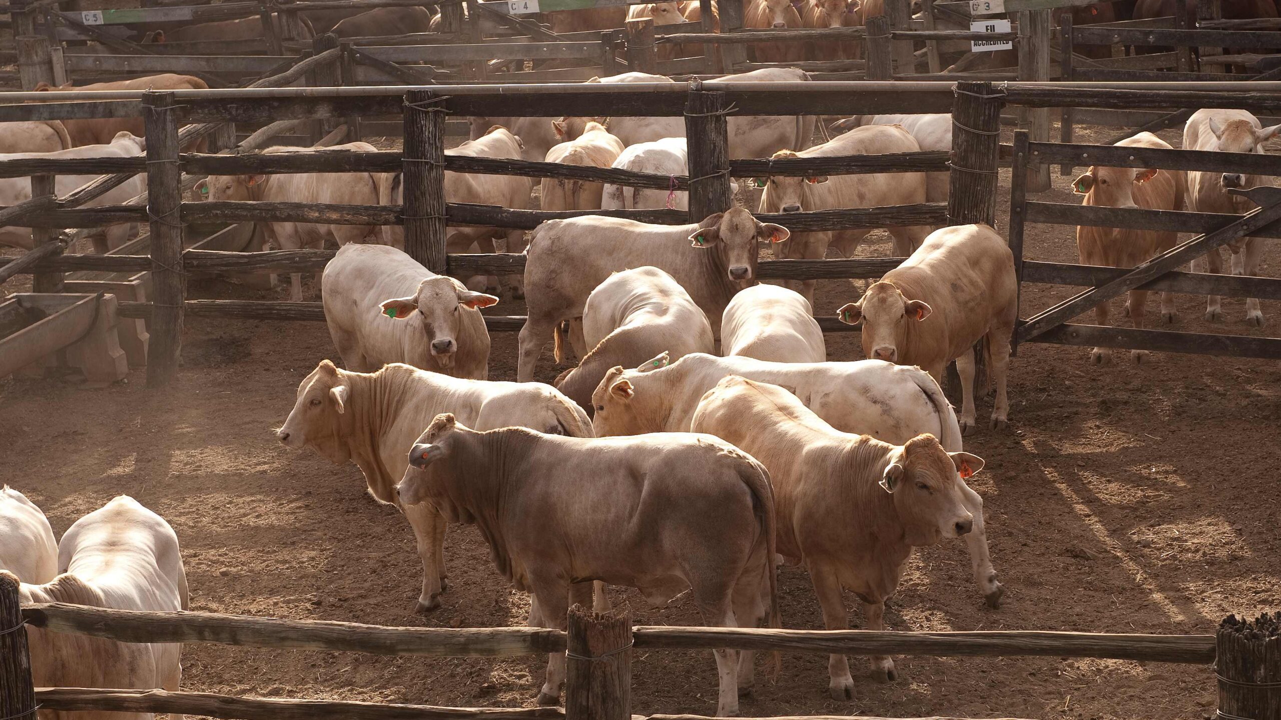 An Australian beef farmer took to Twitter to express his rage after magazine Coles suggested its readers eat less meat for the environment