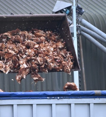 Footage reveals shocking bird flu outbreak on Lincolnshire farm