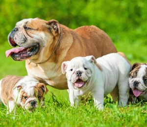 Bulldog puppies, a litter with mother on dog breeder 'puppy farm'