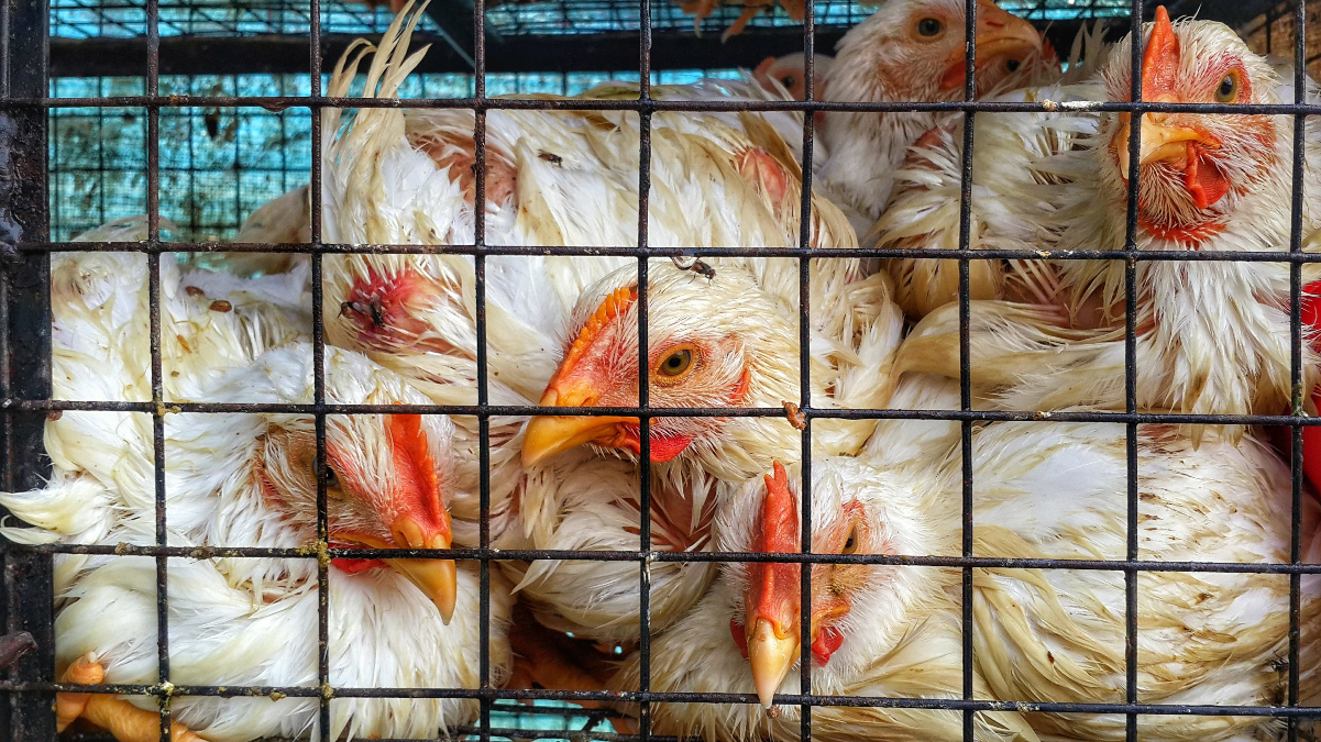 Vets call on New Zealand agriculture minister to ban colony cages