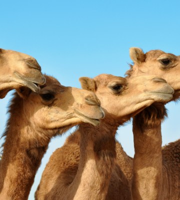 Camels subjected to botox fillers in Saudi Arabia beauty contest