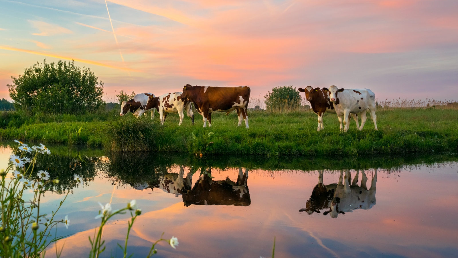 The Netherlands will slash livestock numbers to mitigate nitrogen 'crisis'