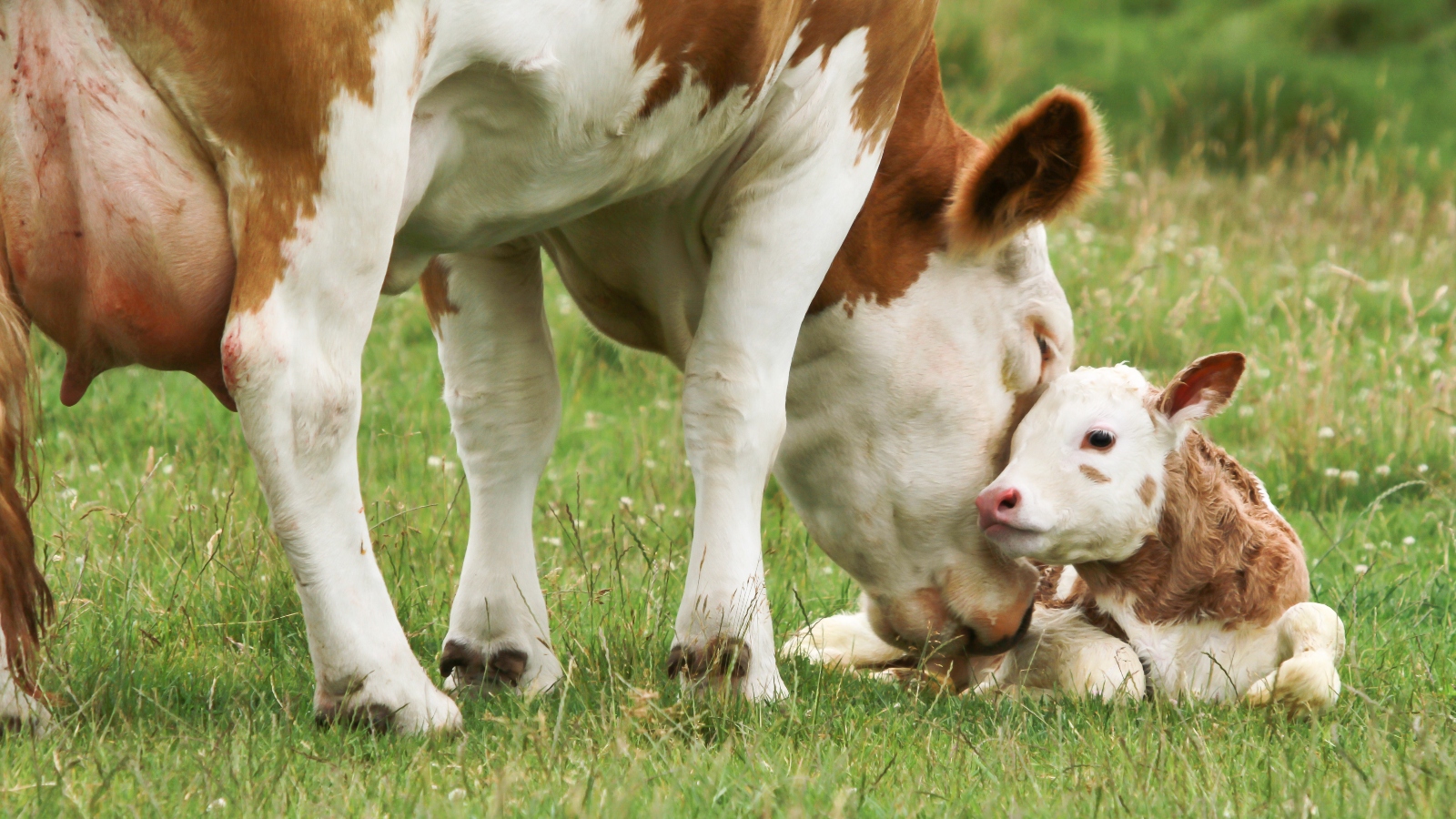 UK government considers using gene editing to alter DNA of farmed animals