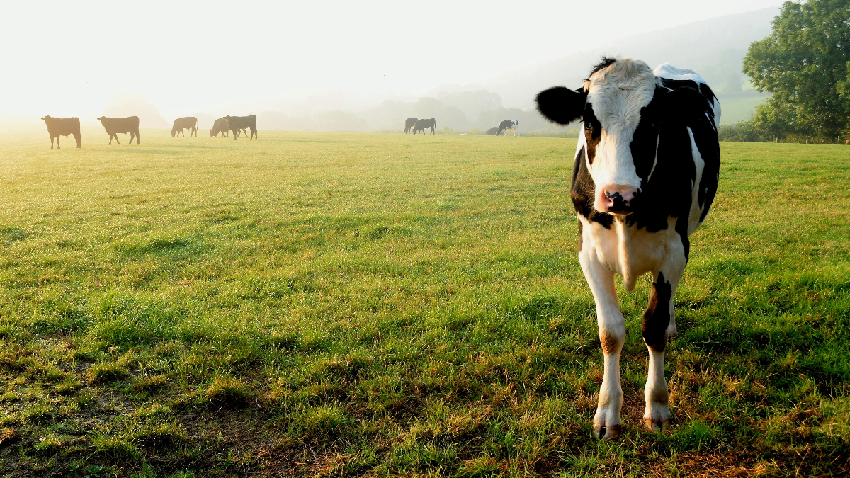 China bans beef imports following mad cow disease