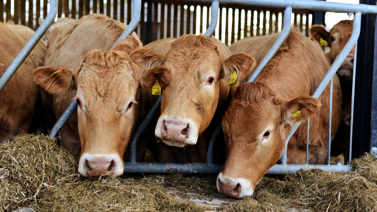 An astrophysicist and farmer hailed the benefits of a plant-based diet for health and the environment in a film on Channel 4, which urged the UK government to do more.