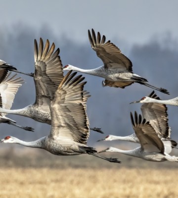 Over 5,000 cranes and half a million chickens have been slaughtered in Israel bird flu outbreak