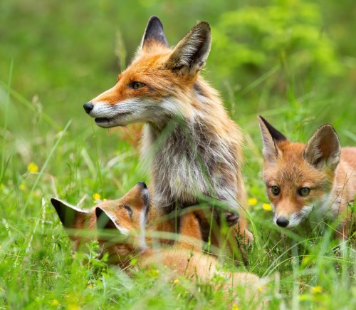 Politicians welcome a bill seeking to ban animal scents being used in trail hunting