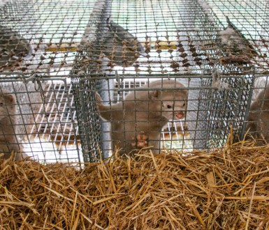 Estonia bans fur farming