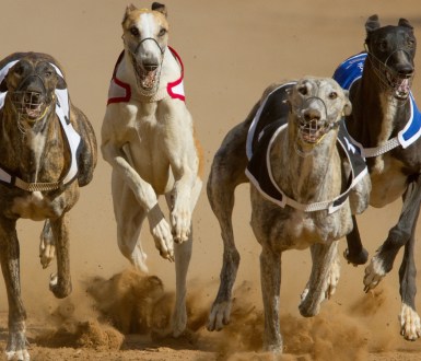 greyhounds racing