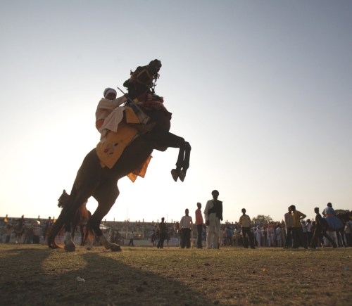 Image shows horse on its back legs rearing in front of spectators