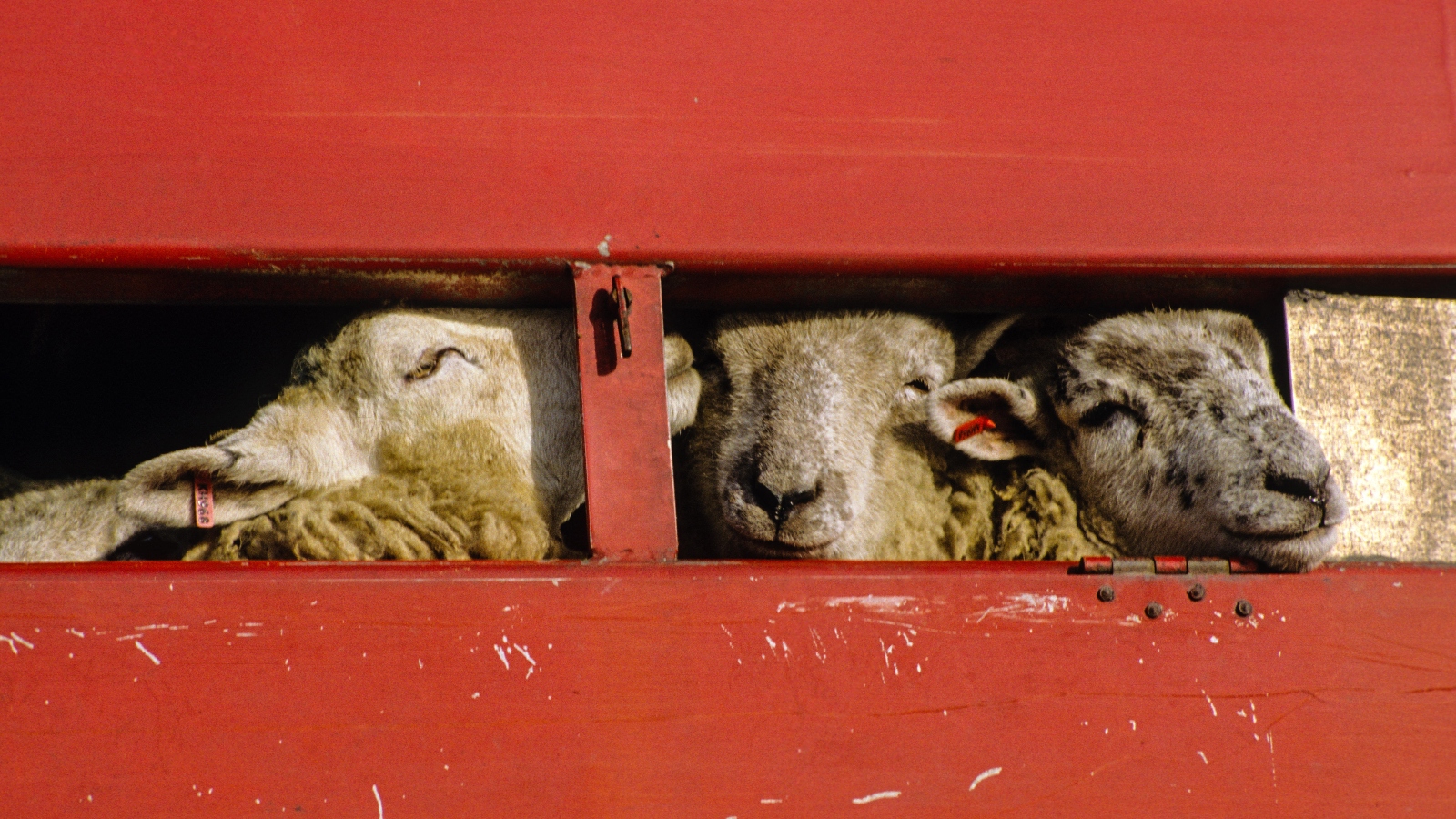 EU vote by MEPs on live animal export regulations receives major criticism from campaigners