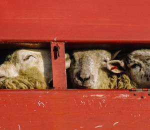 EU vote by MEPs on live animal export regulations receives major criticism from campaigners