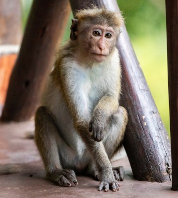 A macaque sits on the ground