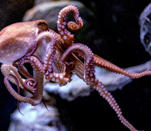 Petition launched to ban imports of octopus farming