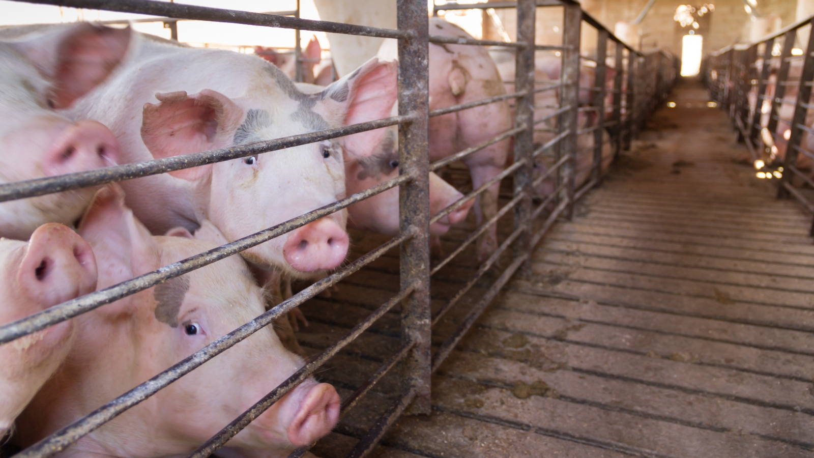 California restaurants try blocking law to give pigs more room on farms