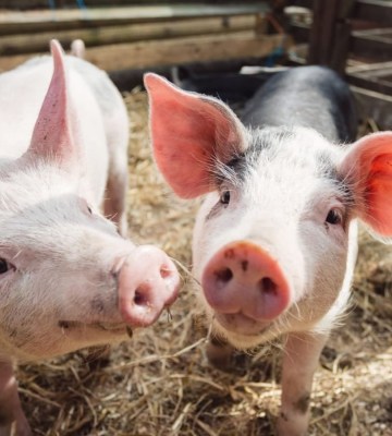 World’s First ‘Festival For Pigs’ Arrives In UK, And It’s Vegan