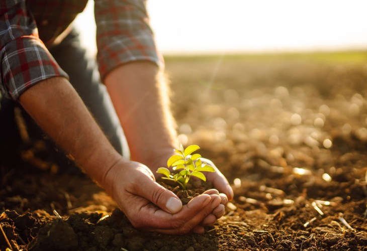 Two hands scooping up a small plant from the soil