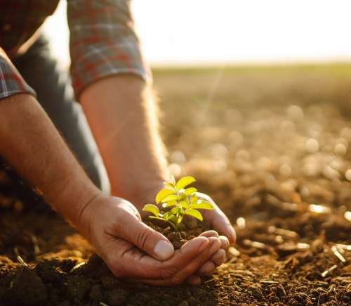 Two hands scooping up a small plant from the soil