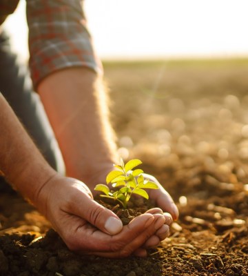 Two hands scooping up a small plant from the soil
