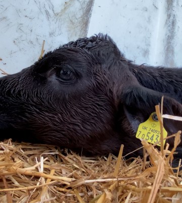 Calf lying down in a dairy farm