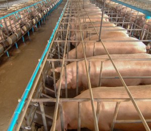 Lines of pigs in sow stalls on a farm