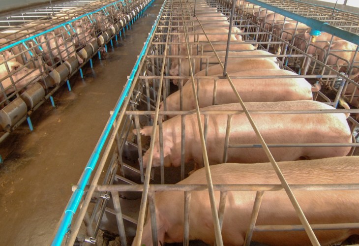 Lines of pigs in sow stalls on a farm