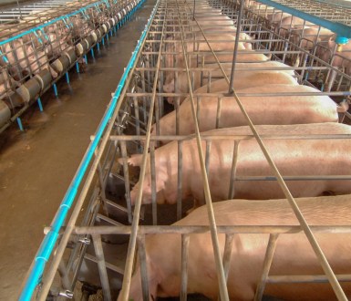 Lines of pigs in sow stalls on a farm