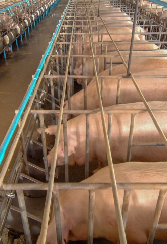 Lines of pigs in sow stalls on a farm