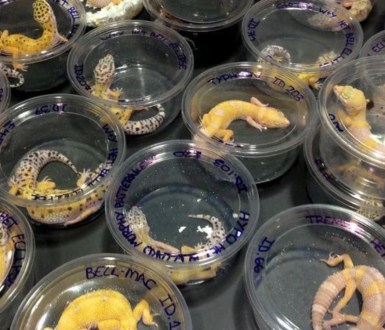 Geckos in small plastic tubs