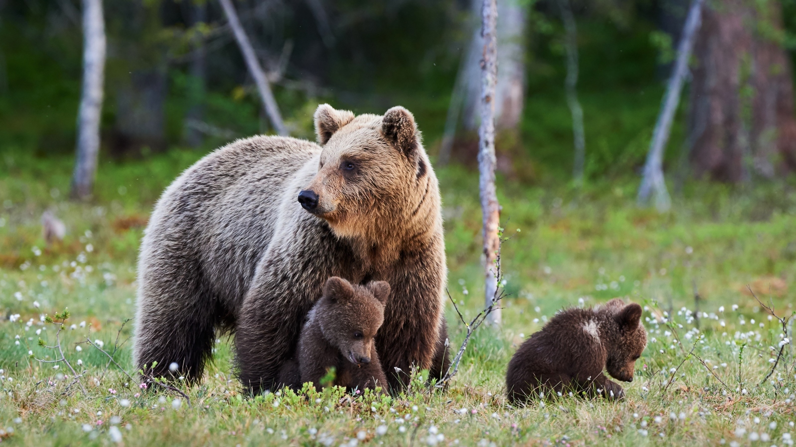 Mother brown bear protecting her cubs