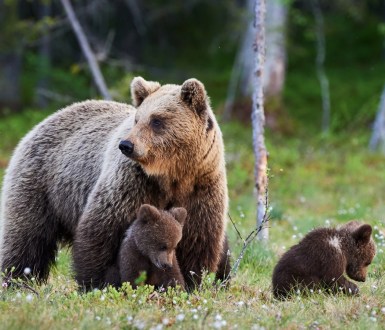 Mother brown bear protecting her cubs