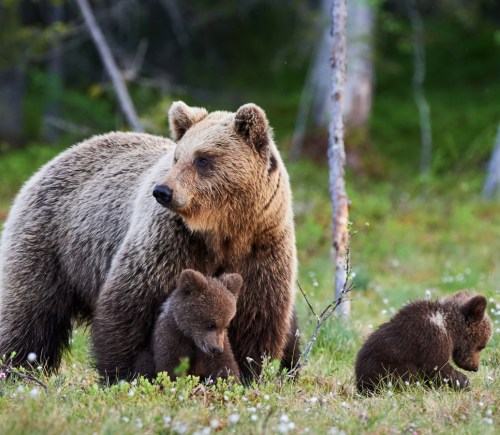 Mother brown bear protecting her cubs