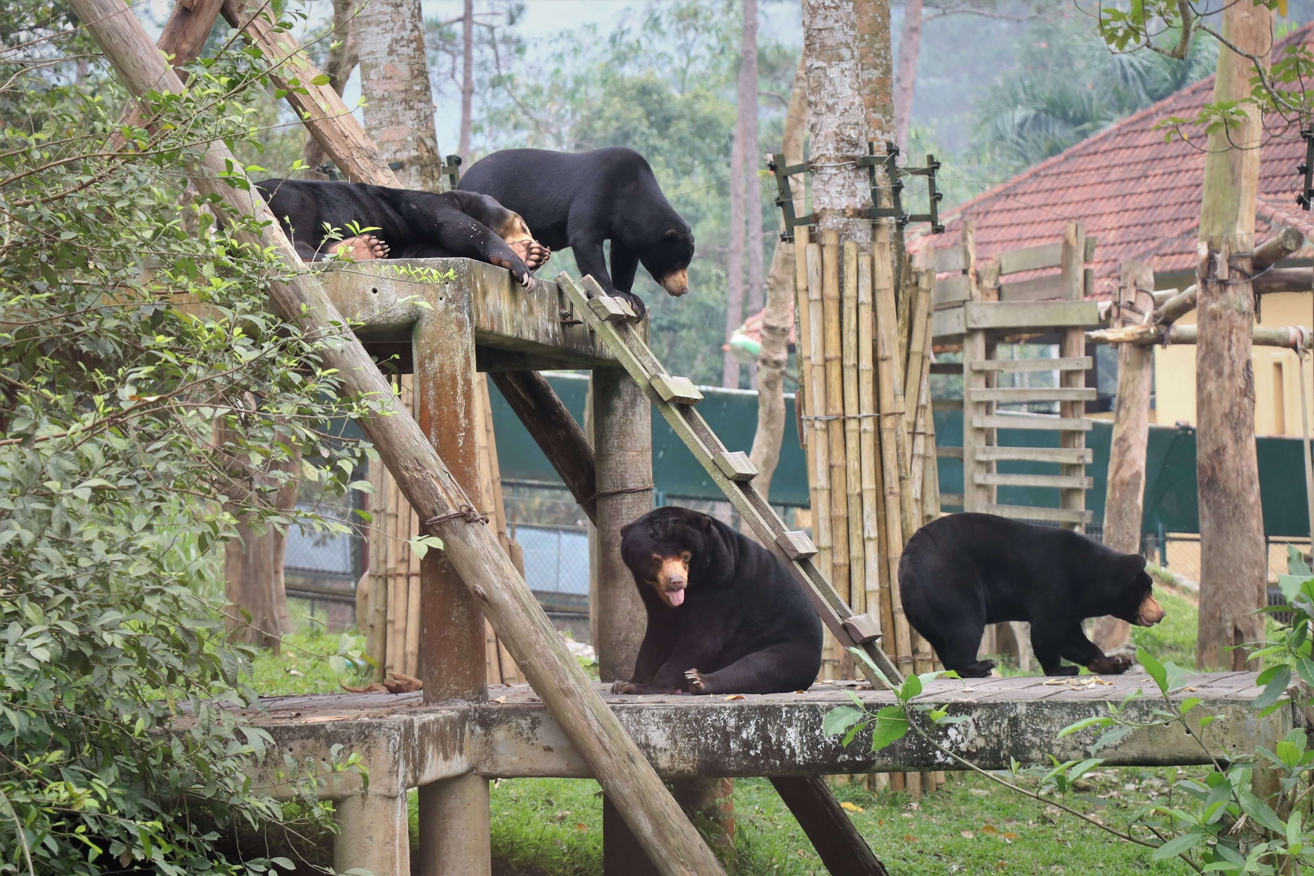 Bears playing at an animal sanctuary