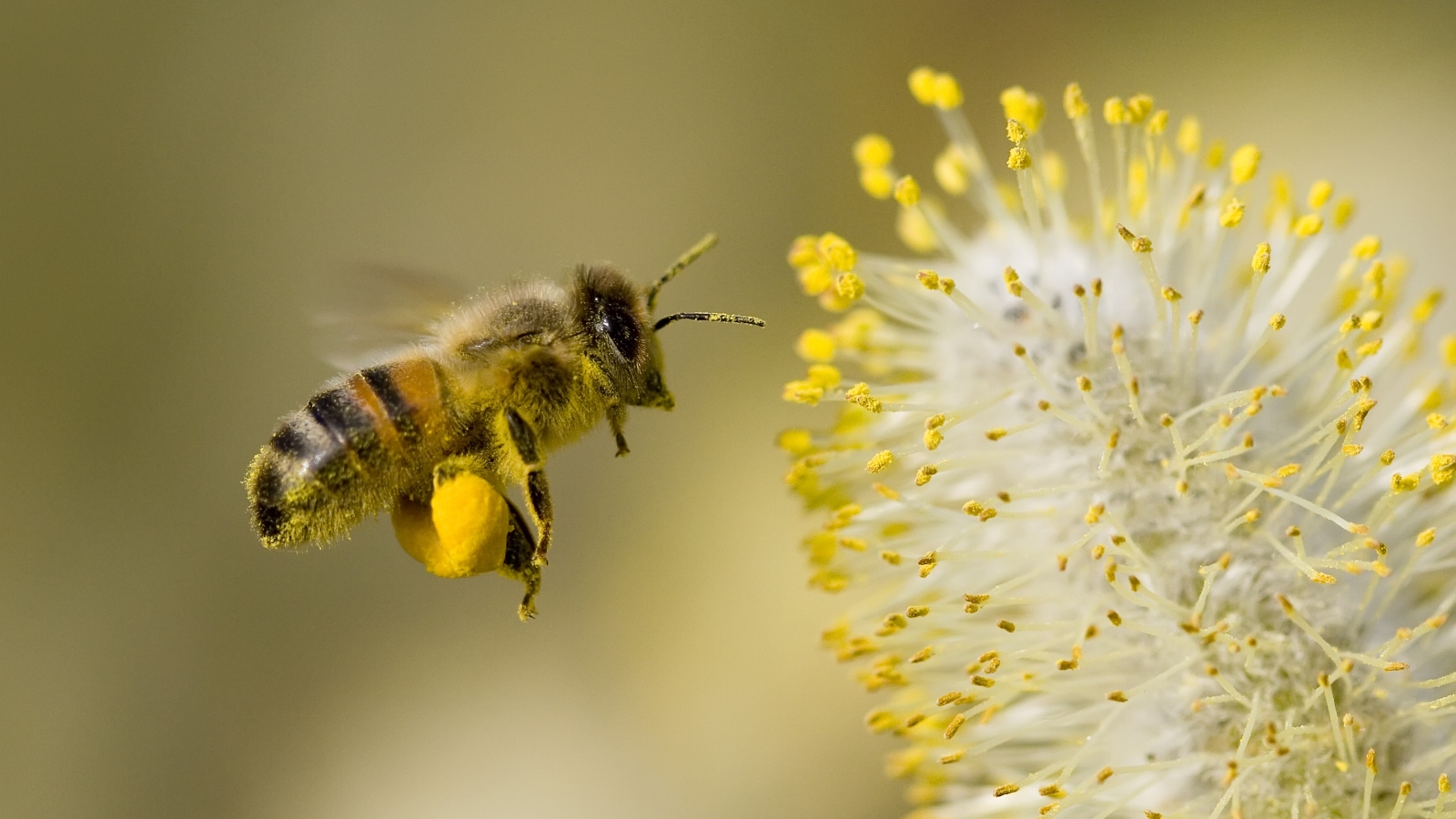 bee hovering while collecting pollen