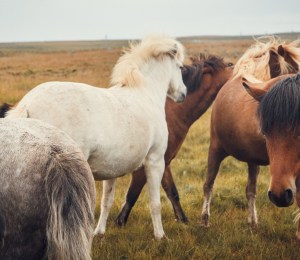 Icelandic horses in a field