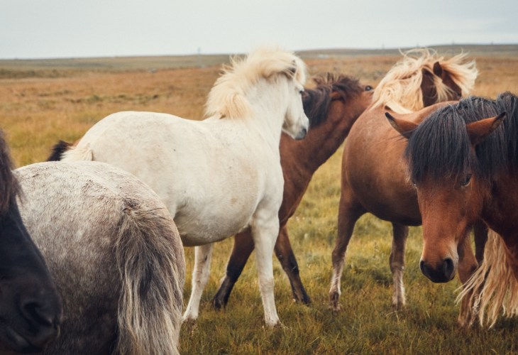 Icelandic horses in a field