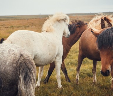 Icelandic horses in a field