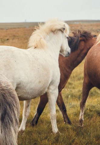 Icelandic horses in a field