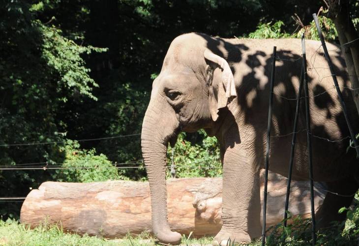 Asian elephant at Bronx Zoo
